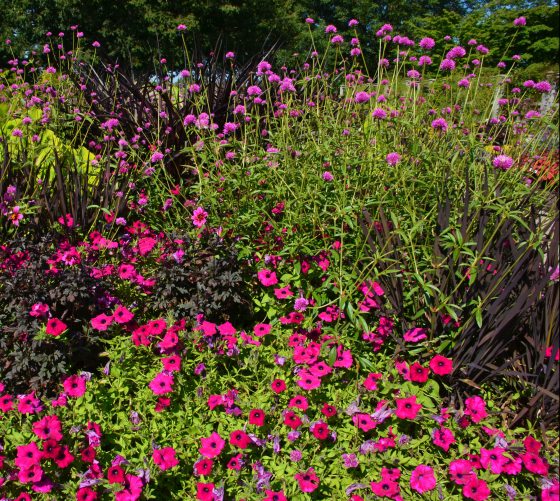 a grouping of vibrant purple and pink summer flowers 